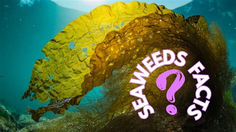 The Ecological Importance of Magic Seaweed on the Beach